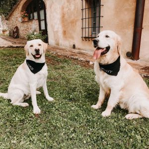 Hundehalstuch Musselin – Bild 4